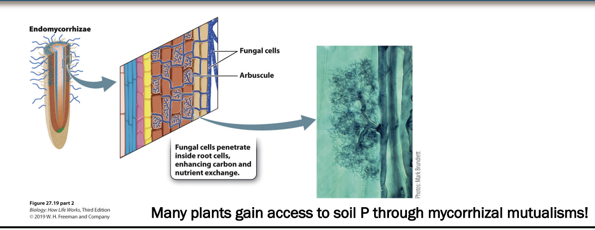<ul><li><p>fungi that penetrate root cells, but do not form visible structures outside of root cells after this</p><ul><li><p> can make them hard to study. </p></li></ul></li><li><p>Instead, they form highly branched arbuscules that grow inside roots</p></li></ul><p></p>