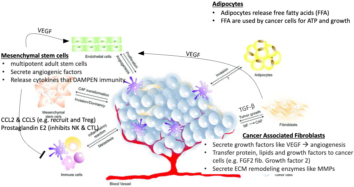 <p><strong><u>Adipocytes (fat cells)</u></strong></p><ul><li><p>release frr fatty acids (FFA) which is ‘food’ for constantly dividing cells</p></li><li><p>FFA used by cancer cells for ATP and growth</p></li></ul><p><strong><u>Mesenchymal stem cells</u></strong></p><ul><li><p>multipotent adult stem cells → can become CAFs</p></li><li><p>secrete angiogenic factors</p></li><li><p>release cytokines that <strong>dampen</strong> immunity → eg, CCL2 &amp; CCL5 (recruit Tregs), and Prostaglandin E2 (inhibits NK &amp; CTLs)</p></li></ul><p><strong><u>Cancer Associated Fibroblasts (CAFs)</u></strong></p><ul><li><p>like normal fibroblasts but are in cancer </p></li><li><p>secrete growth factors like VEGF → angiogenesis</p></li><li><p>transfer protein, lipids, and growth factors to cancer cells (eg. FGF2 fib Growth factor 2) → help keep everything going </p></li><li><p>secrete ECM remodeling enzymes like MMPs</p></li></ul><p></p>