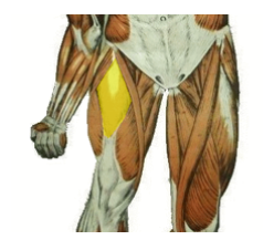 <p>What is the highlighted muscle? what is its action?</p>