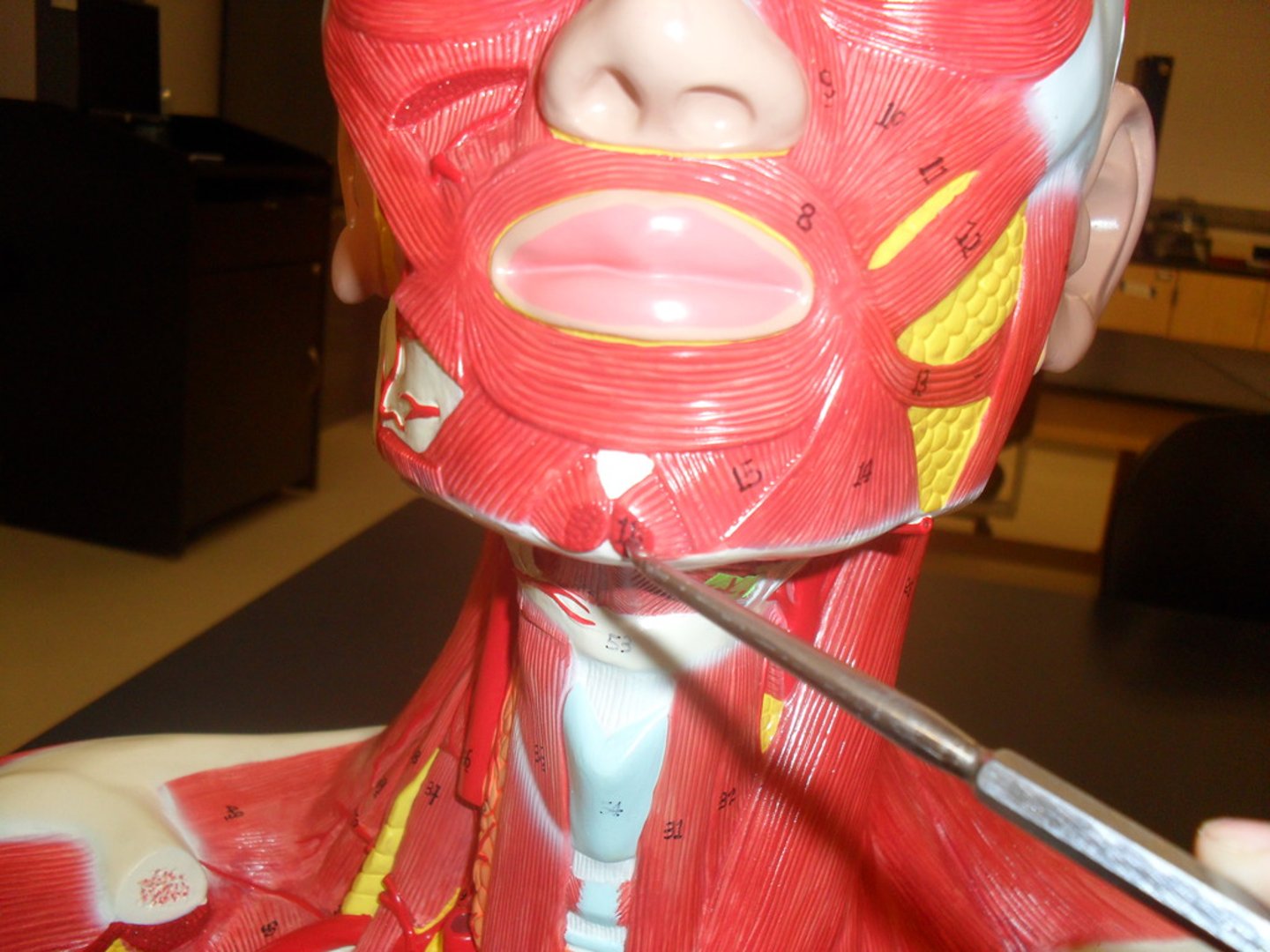 <p>action: raises and protrudes lower lip</p><p>*innervated by CN VII (Facial n.)</p>