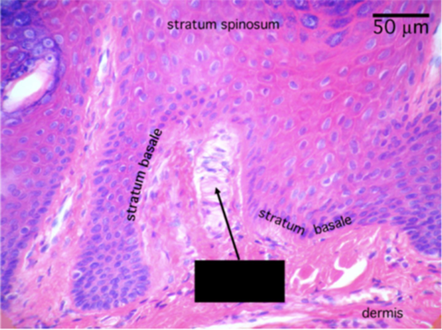 <p>Identify the structure</p>