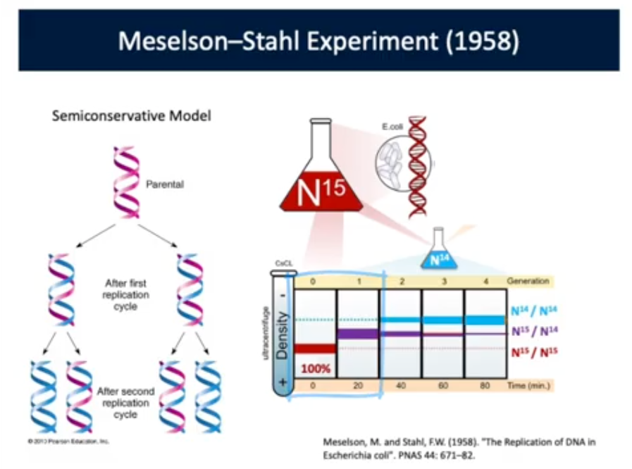 <p><span style="background-color: transparent;"><strong>Replicated in a Semiconservative Model; The Parental DNA both serves as templates for a copy to be made so any new DNA made is a hybrid</strong></span></p><ul><li><p><span style="background-color: transparent;"><strong>Semiconservative Model (N15 Experiment): All Nitrogen in the cell’s DNA is N15. Next you switch to N14 and allow for Cell Division and all new Daughter cells will be a new N15/14 species. Eventually it will divide until you have almost all N14</strong></span></p></li></ul><p>After 20 minutes: Will be hybrids of the N15/14 and concentration goes down as time goes on</p>