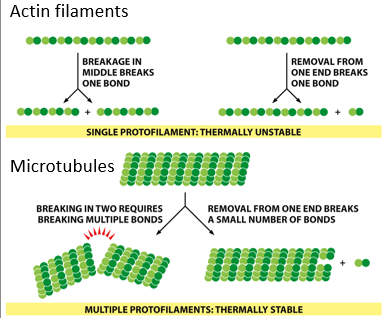 <p>Why are actin filaments less thermally stable than microtubules?</p>