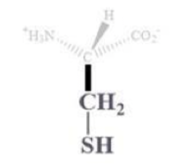 <ul><li><p>cys, C</p></li></ul><p></p><ul><li><p>CH2 - SH side chain </p></li></ul><p></p><ul><li><p>polar and uncharged</p></li><li><p>usually found on protein surface</p></li><li><p>-SH is a great nucleophile so it’s in enzyme active sites </p></li></ul><p></p>