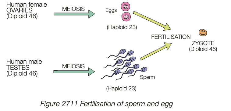 <ul><li><p>fusion of 2 gametes restores diploid number of chromosomes</p></li><li><p>introduces variation as the new zygote formed has genetic material from 2 different parents</p></li></ul><p></p>