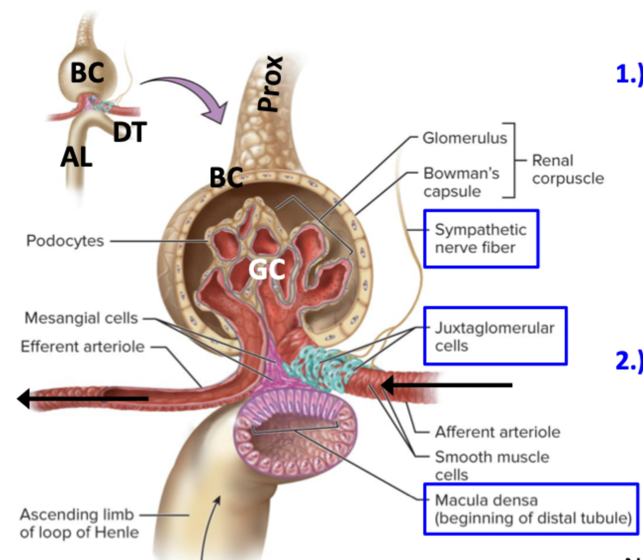 <p>Part of the wall of distal tubule</p><p>Senses filtrate flow and sends paracrine signals to afferent arteriole to regulate BP and amount of filtrate produced</p>