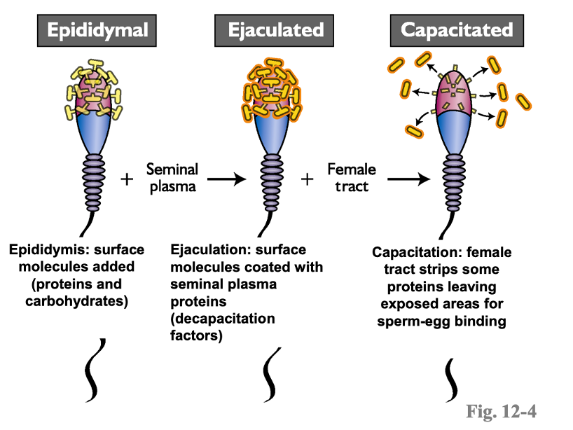 Proteins and carbohydrates.