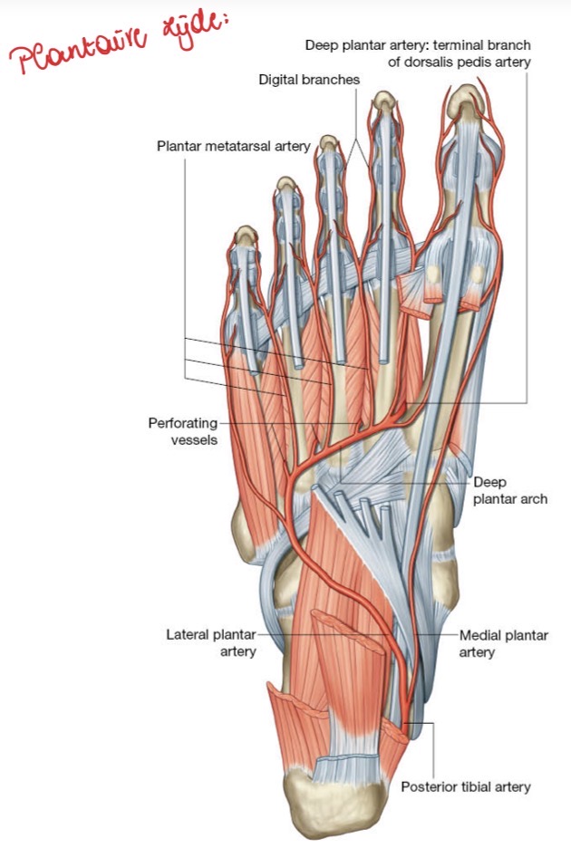 <p><span>A,&nbsp;&nbsp; Tibialis posterior (loopt posterieur van de mediale malleuolus van de tibia)&nbsp; splitst in een </span><strong><em><span>A. PLANTARIS MEDIALIS EN LATERALIS </span></em></strong><span>in de voetzool thv de calcaneus.</span></p><p><span>a. Planaris Medialis loopt rechtdoor naar de 1e straal</span></p><p><span>a. Plantaris Lateralis maakt een boog (= diepe boog – deep plantar arch).</span></p><p><span>Die boog zal weer verschillende takken afgeven naar elke webspace toe.</span></p><p><span>Bloedvaten zullen de intrinsieke spieren perforeren.</span></p><p><span>Ze bloedvaten die dan van dorsaal naar plantair lopen, zullen de bloedvaten die van plantair naar dorsaal lopen tegenkomen.</span></p>