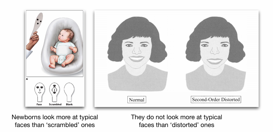 <p></p><ul><li><p>Baby’s kijken liever naar:</p><ul><li><p>“normale” gezichten</p></li><li><p>dan scrambled gezichten</p></li><li><p>proportie verschillen geen onderscheid</p></li><li><p>grof template hebben</p></li></ul></li></ul><p></p><p>(onduidelijk of dit nature of nurture is van de eerste paar uur naar geboorte)</p>