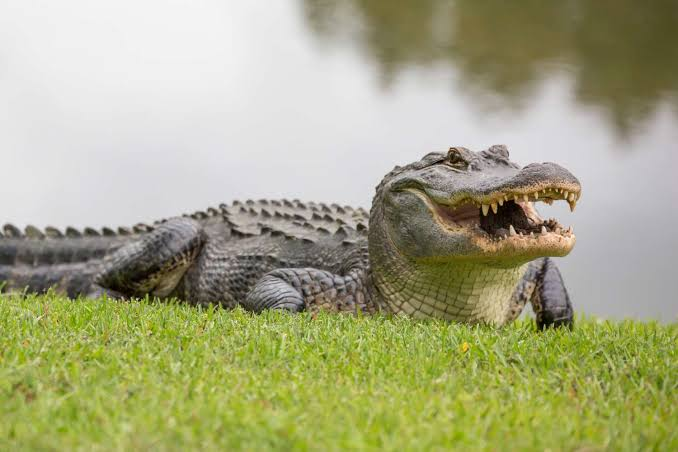 <p>Alligator</p>