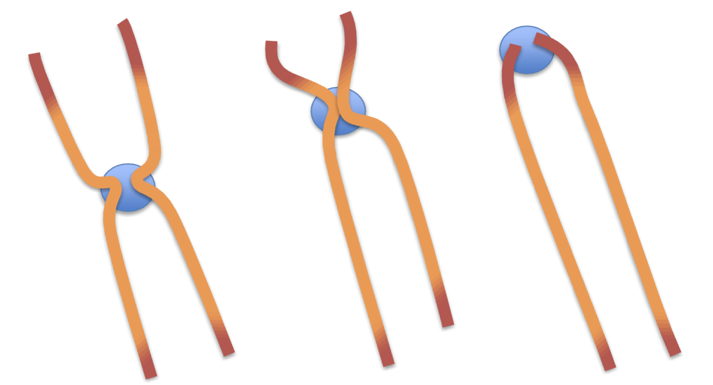 <p>Characterise each chromosome by shape.</p>