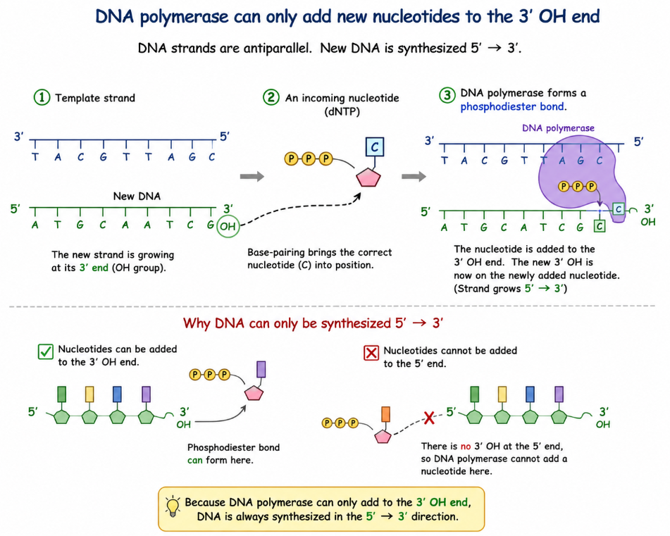 <p>DNA polymerase can only add new nucleotides to the <strong>3′ OH end</strong> of the growing DNA strand. Because nucleotides are only added to the 3′ end, DNA can only be synthesized in the <strong>5′→3′ direction</strong>. </p>