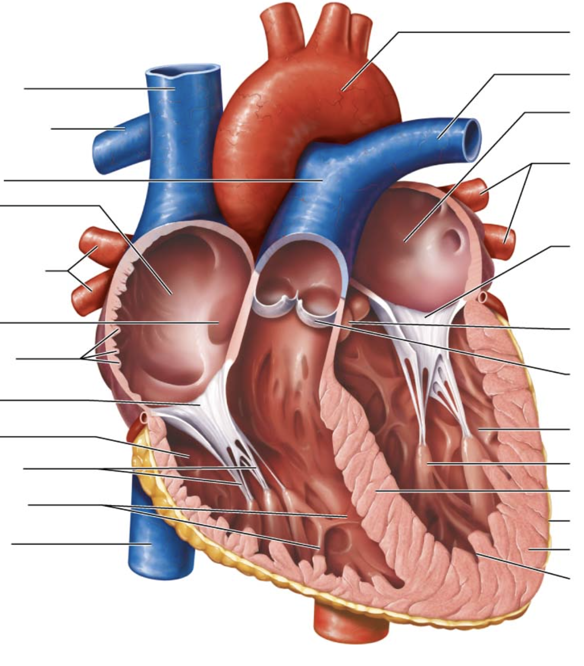 <p>eighth arrow on left</p>