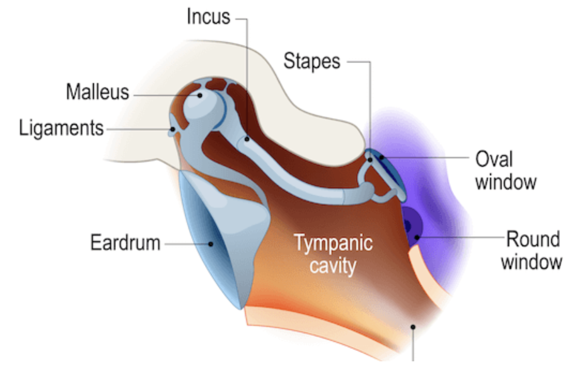 <p>vibrations from the eardrum travel to <strong>malleus</strong>, <strong>incus</strong>, and <strong>stapes</strong></p>