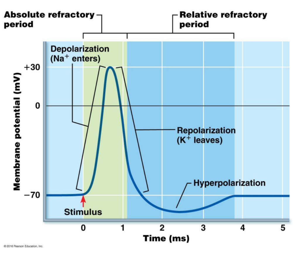 <ul><li><p>Period of resistance to stimulation</p></li><li><p>Absolute refractory period</p><ul><li><p>As long as Na+ gates are open</p></li><li><p>No stimulus will trigger AP</p></li></ul></li><li><p>Relative refractory period</p><ul><li><p>As long as K+ gates are open</p></li><li><p>Only especially strong stimulus will trigger new AP</p></li></ul></li><li><p>Refractory period occurs only to a small patch of membrane at one time (quickly recovers)</p></li></ul><p></p>