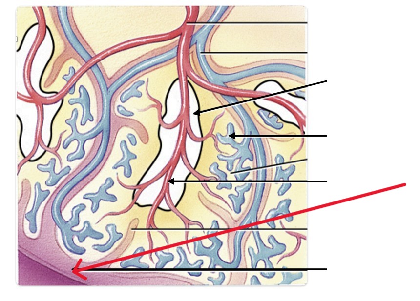 <p>Which part of spleen:</p><ul><li><p>Outermost layer</p></li></ul><p></p>