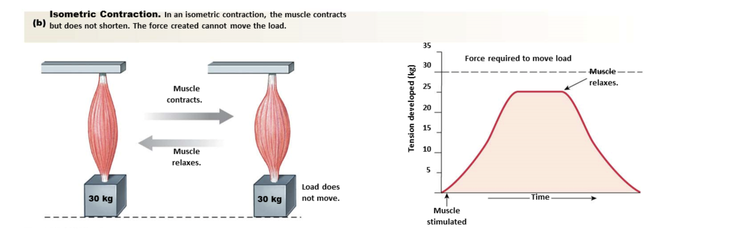 <ul><li><p>Muscle creates tension but maintains the same length</p></li><li><p>“Metric” = length</p></li><li><p>Load is slightly greater than force of muscle contraction</p></li></ul><p></p>