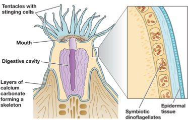 <p>zooxanthellae Symbiosis</p>