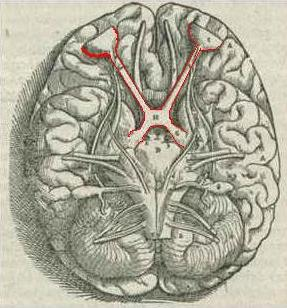 <p>x-shaped at the base of the brain, where optic nerves cross</p>