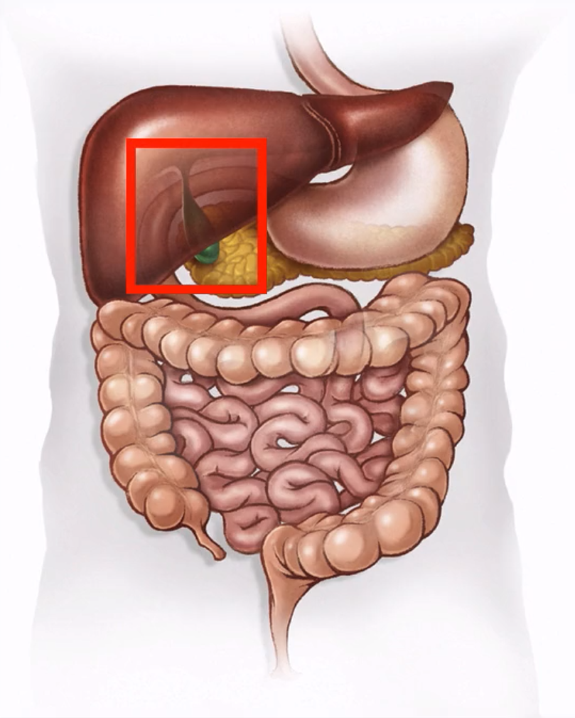 <p>Which part of the abdomen?</p>