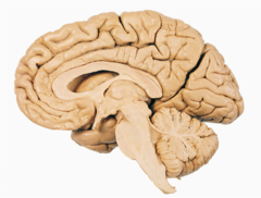 <p>moving from left to right</p>