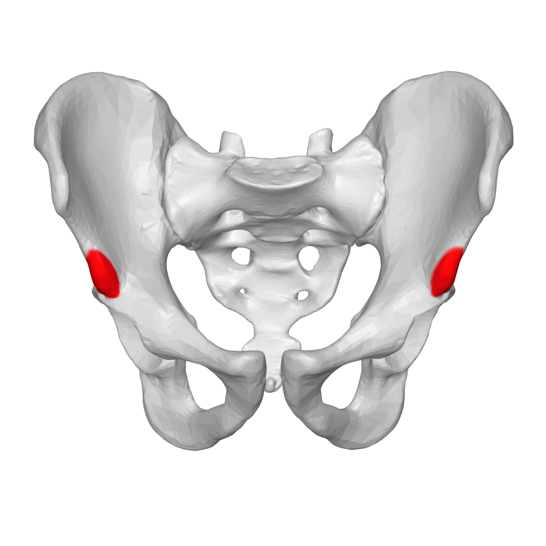 <p>Name the specific part of the bone in color</p>