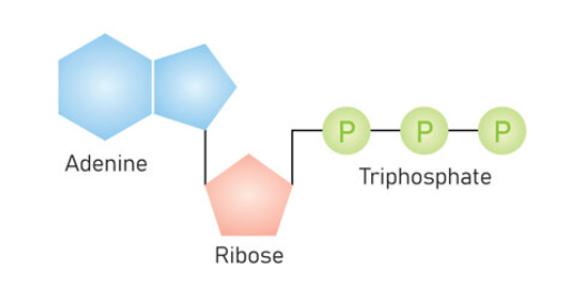 <ul><li><p>3 phosphate groups</p></li><li><p>a sugar</p></li><li><p>a nitrogenous base</p></li></ul><p></p>