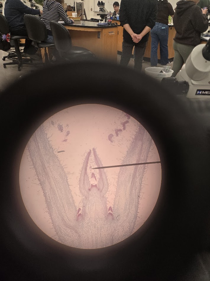 <ol><li><p>what is this structure?</p></li><li><p>what are the two structures making a tear drop shape at the top?</p></li><li><p>what are the two structures spanning out beyond the frame?</p></li><li><p>what are the two structures sitting above the structure spanning out beyond the frame in red?</p></li><li><p>what is the structure sitting inside the tear drop shape?</p></li></ol><p></p>