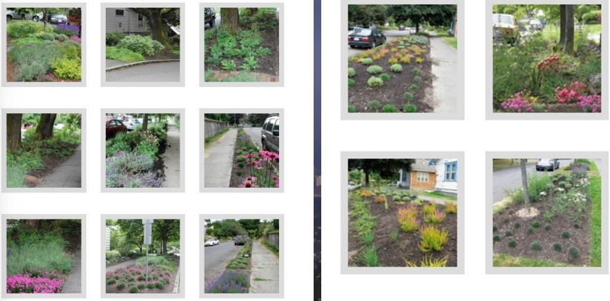 <p>Initiative by Sarah Bergmann, one of the first pollinator pathways, planting native species along one corridor</p>