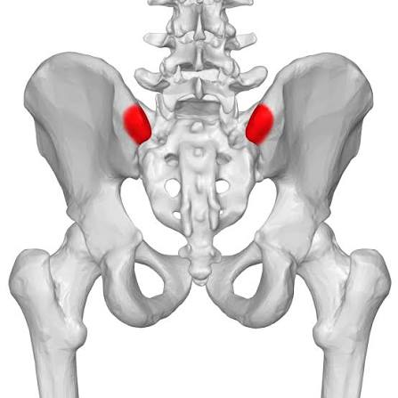 <p>ilium</p>