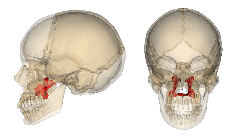 <p>Palatine bones (facial bones)</p><p><em>(PAL eh tyne)</em></p>