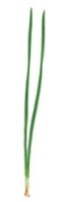 <p>needle-like leaf (morphological diversity in leaves)</p>