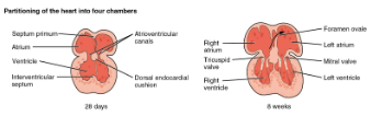 <ul><li><p><strong>Partitioning </strong>– divided into 4 chambers and great vessels form</p></li><li><p><strong>Atrium</strong></p><ul><li><p>Interatrial septum (septum primum and septum secundum)</p><ul><li><p>S. primum = one-way valve</p></li><li><p>opening = <strong>foramen ovale</strong></p></li></ul></li><li><p>Connect to <strong>endocardial cushion</strong></p></li></ul></li><li><p><strong>Ventricle</strong></p><ul><li><p>Wall grows superiorly</p></li><li><p>AV valves, papillary muscles and chordae tendinae form from wall as well</p></li></ul></li></ul><p></p>