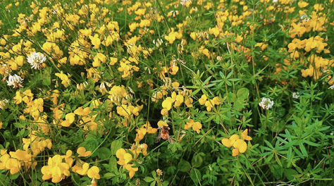 <ul><li><p>High yield and very palatable</p></li><li><p>Higher digestibility than grasses </p></li><li><p>Can be mixed with grasses</p></li><li><p>Growth greatest in spring → more uniform growth over the season compared to grasses</p></li></ul><p></p>