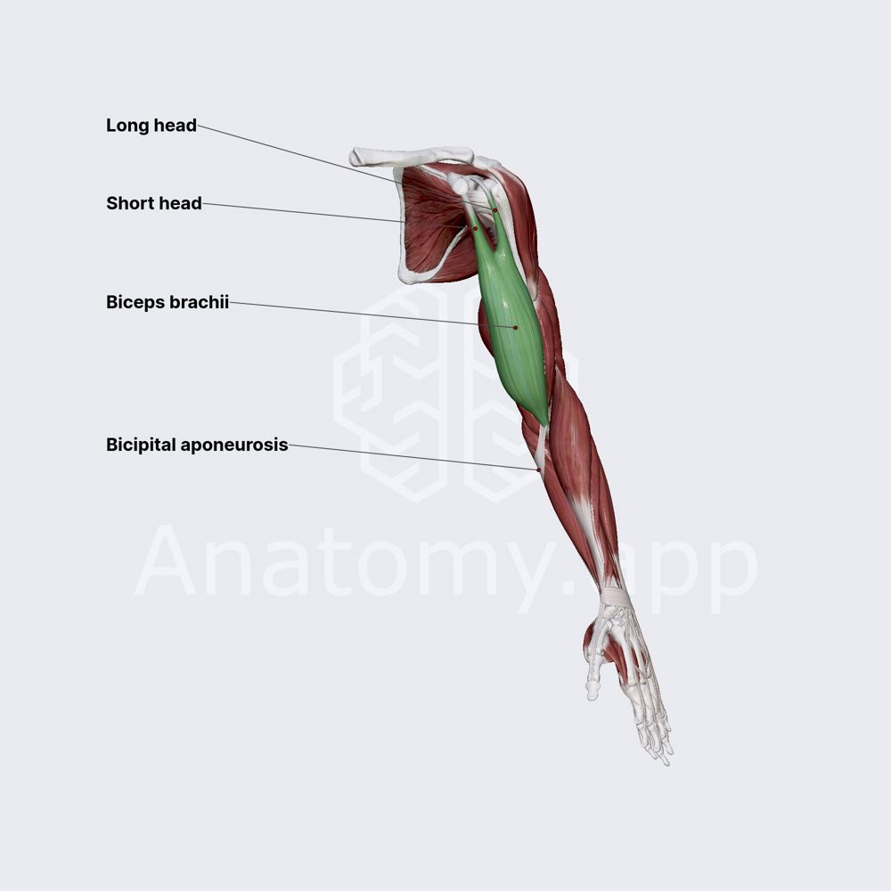 <p>Biceps brachii</p>