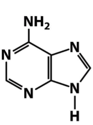 <p>Nitrogenous bases- Purines </p>