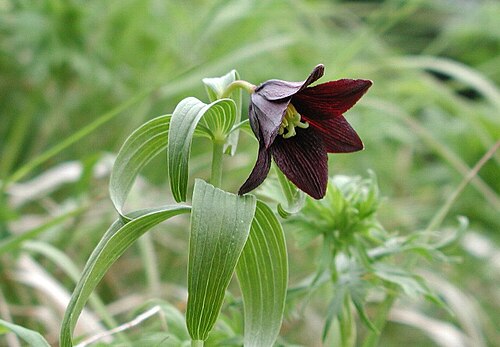 <ul><li><p>Dark brown-purple bell flowers</p></li><li><p>Whorled leaves on upright stem</p></li><li><p>Blooms spring to early summer</p></li><li><p>Strong earthy/skunky smell</p></li><li><p>Wet meadows & coastal flats</p></li><li><p>Sometimes confused with other lilies</p></li></ul><p></p>