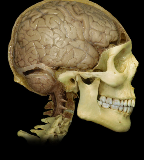 <p>Name the lobes</p>