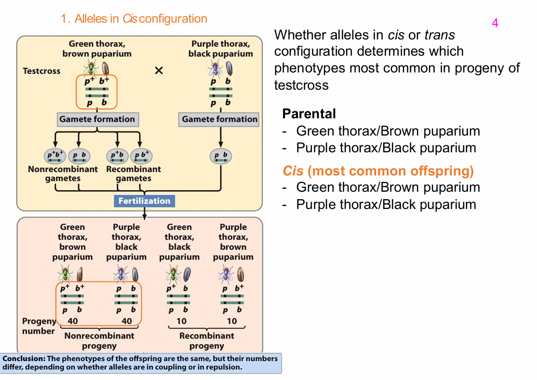 <p>Thorax colour:</p><p>- Green</p><p>- Purple</p><p>.</p><p>Puparium colour:</p><p>- Brown</p><p>- Black</p><p>The lecture used these traits to show how cis versus trans configuration changes the most common offspring phenotypes.</p>