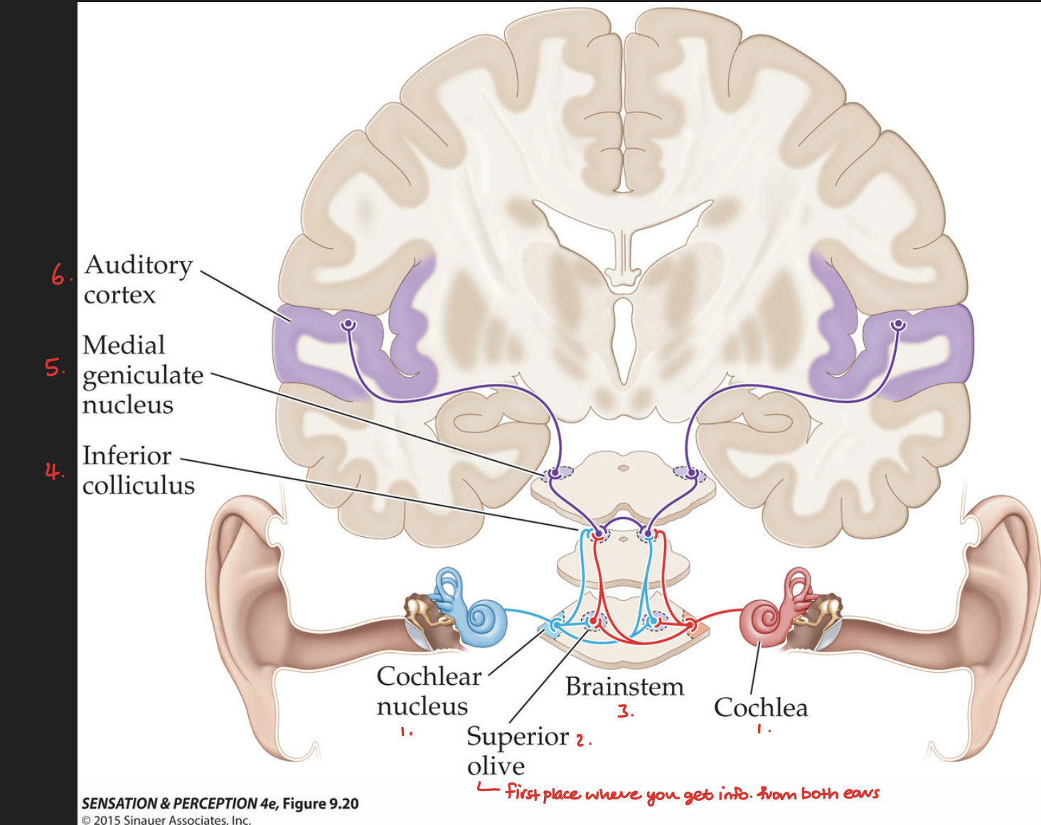 <ol><li><p>Cochlear Nucleus </p></li><li><p>Superior olive</p></li><li><p>Inferior colliculus </p></li><li><p>Medical geniculate nucleus </p></li></ol><p></p>