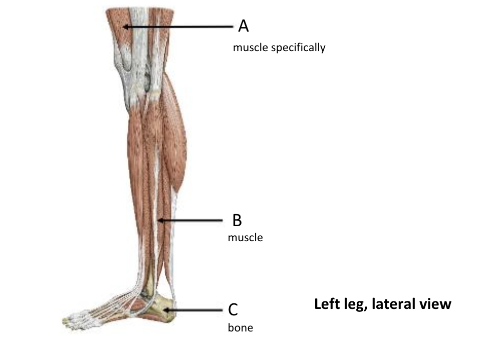 term image