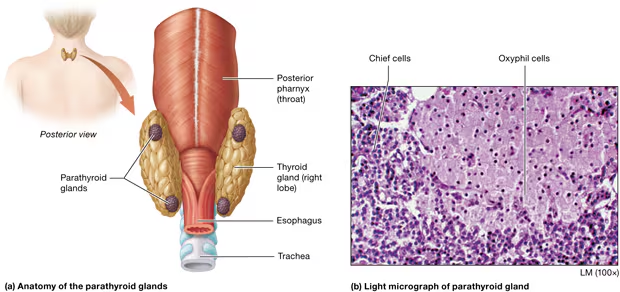 <p>Can you identify this gland? Do you know the effects by the hormone released by this gland?</p>