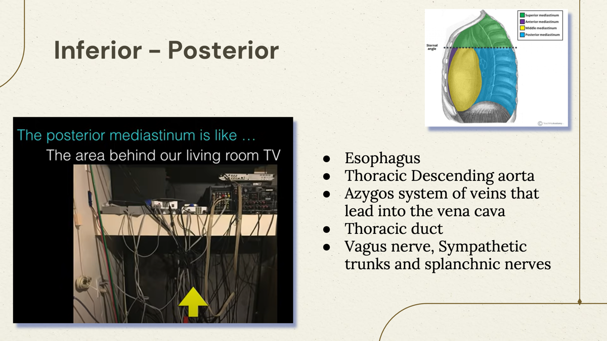 <p>The inferior posterior mediastinum contains the esophagus, thoracic descending aorta, azygos and hemiazygos veins, thoracic duct, Vagus nerve, Splanchnic nerve and sympathetic trunk. </p>