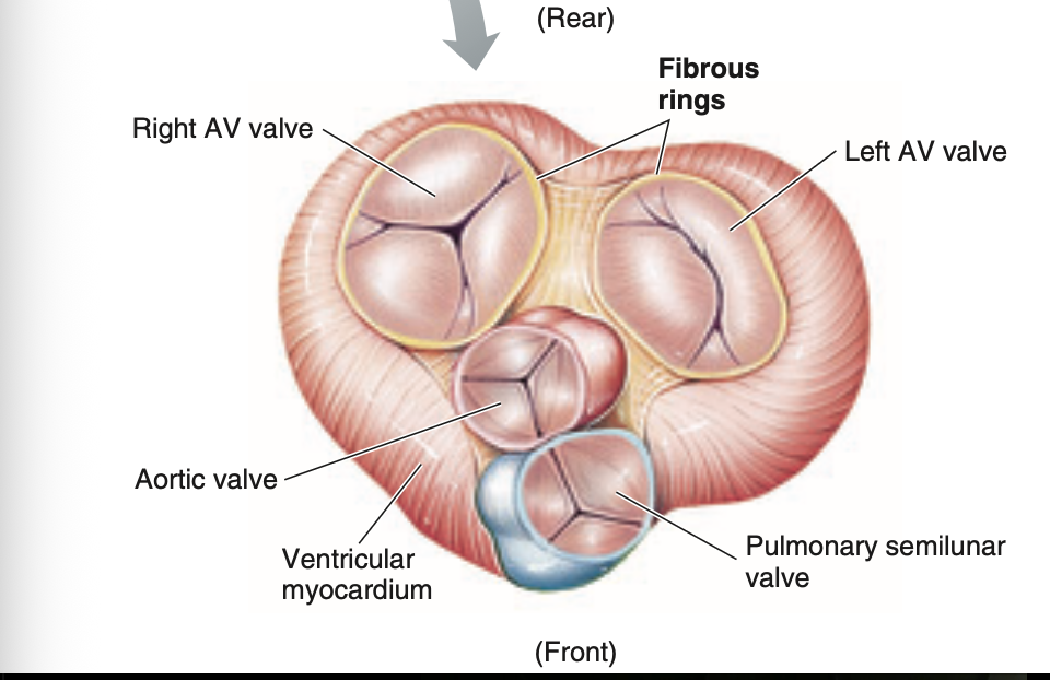 <p>Fibrous skeleton= 4 interconnecting rings of dense connective tissue sorround and support the 4 heart valves</p><p>Also separates the atria from the ventricles and provides a rigid structure</p><p>The atrial muscle is anchored above the rings, and the ventricular muscle is attached to the bottom of the rings.</p>