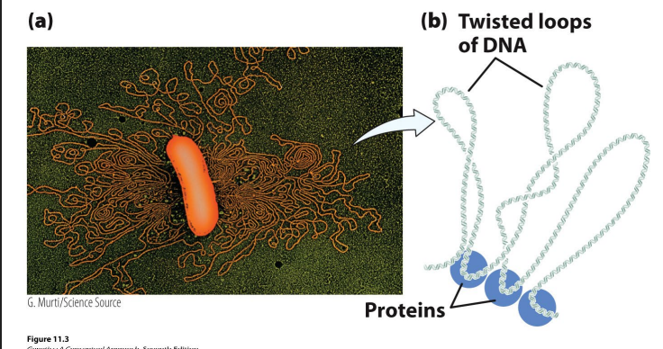 <p>Bacterial DNA is not assocciated with histones</p><p>Bacteria DNA is segmented into twisted loops</p>