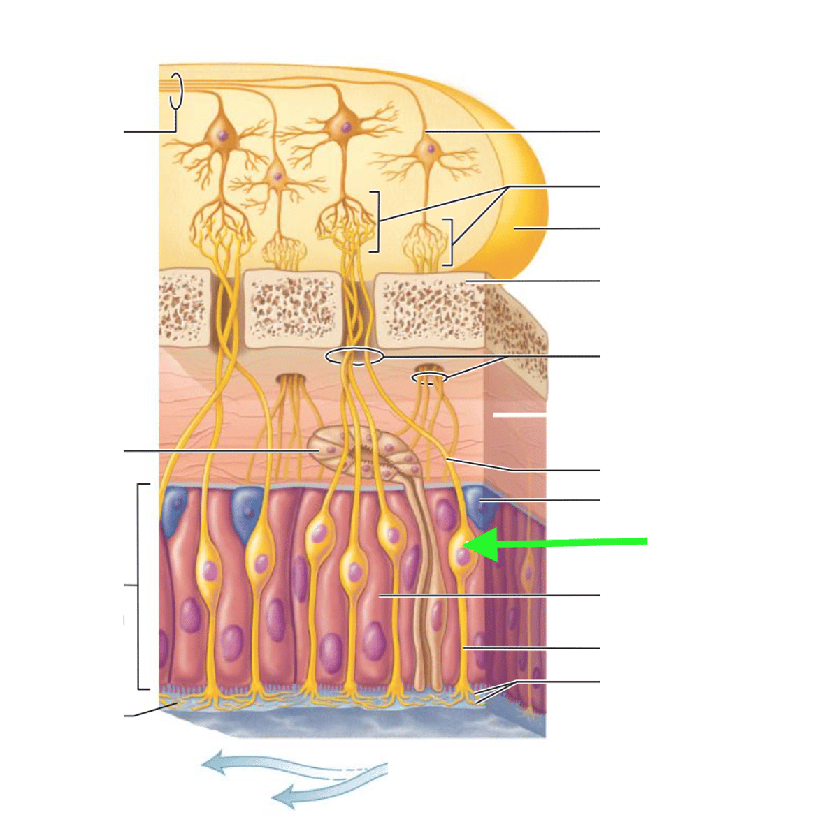 <p>receptors for smell</p>