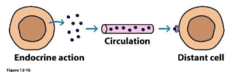 <p>the hormone is distributed in blood and binds to distant target cells</p>