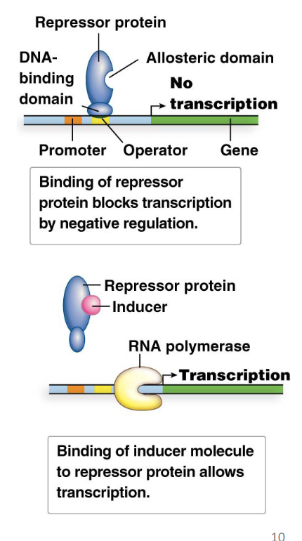 <ol><li><p><strong>DNA-binding domain:</strong> This domain recognizes and binds specifically to the operator DNA sequence.</p></li><li><p><strong>Allosteric domain:</strong> This domain binds a small molecule (e.g., an inducer or corepressor) or another protein. Binding to the allosteric domain causes a <em>conformational change</em> in the repressor protein, which, in turn, alters the activity of the DNA-binding domain. This property is called <strong><em>allostery</em></strong>.</p></li></ol><p></p>