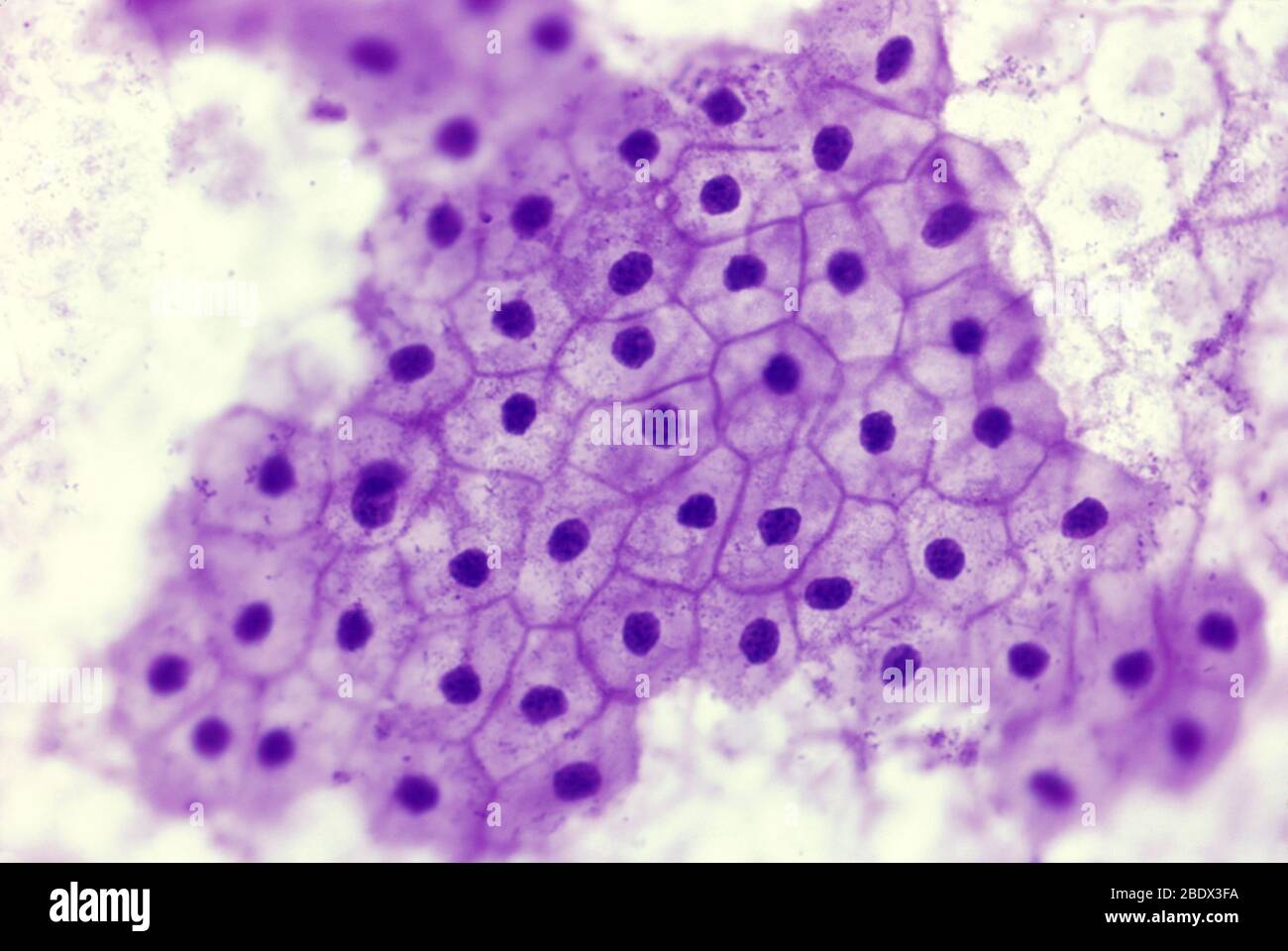 <p>What tissue is this?</p>