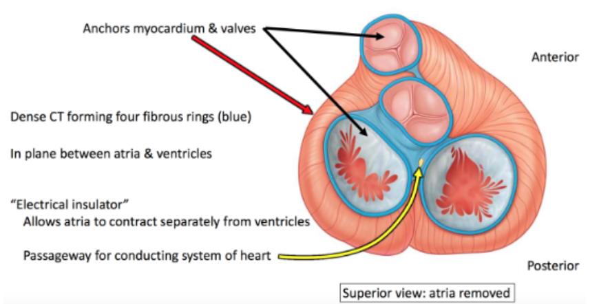 <p>collagenous skeleton; rigid framework for dense regular connective tissue between atria and ventricles</p><p>gives delay + produces sequential events — allows time for electrical signal to spread thru atria for contraction, then for signal to spread thru ventricles for contraction</p>